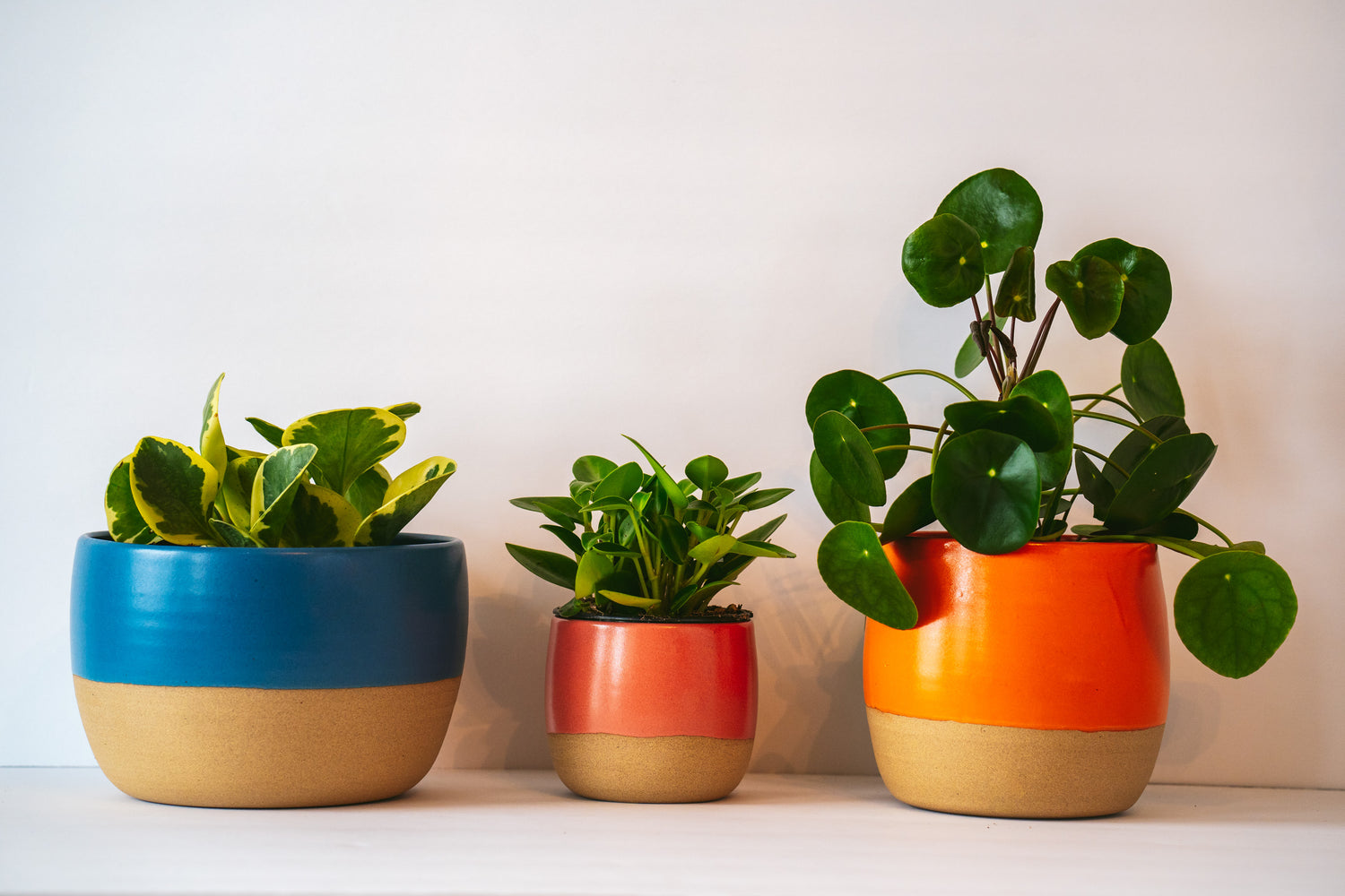 Wide and small table planter